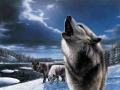 background: Wolves