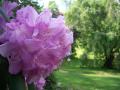 background: Budding Trees