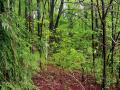 background: Overgrown Path