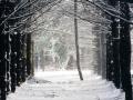 background: Snow Blowing