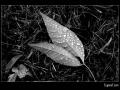 background: leaf