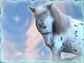 background: Appaloosa