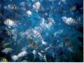 background: snorkeling 