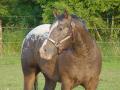 background: Appaloosa