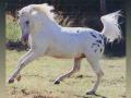 background: Appaloosa