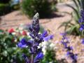 background: Don't "Bug" The Blue Beauty