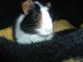 background: Guinea Pig-in-a-blanket