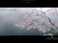 background: cherry blossoms