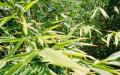 background: Bamboo