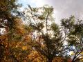 background: Shinning Through
