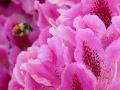 background: Tulip festival
