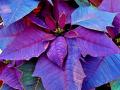 background: christmas poinsettia