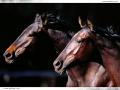background: True born horse racers