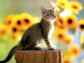 background: Cat