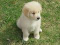 background: Puppy