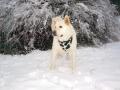 background: Shadow snow