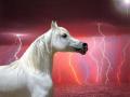 background: Grey Arabian