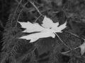background: maple
