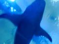 background: sharky
