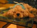 background: Sleeping Puppy