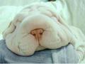 background: Sleeping .. dog?