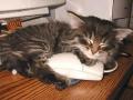 background: Sleeping kitten