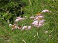 background: butterflies in the grass