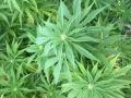 background: i don't know these plants :)