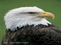 background: sitting eagle