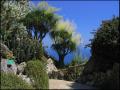 background: Exotic Garden