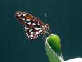 background: Butterfly Rest