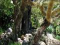 background: Wild Cactus