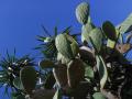 background: Cactus Chaos
