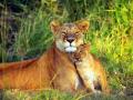 background: Mom & Cub