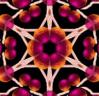 background: thorn as flower