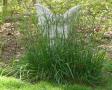 background: angel grass