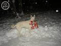 background: white shepard