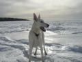 background: white shepard  dog