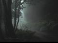 background: Anaga Forest