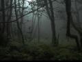 background: Anaga Forest