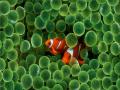 background: Clownfish