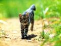 background: Running Kitten