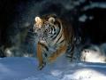 background: Tiger