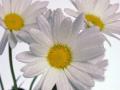 background: daisy2