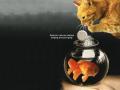 background: Bulimic Cat