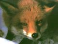 background: Winter's Fox