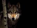 background: Wolfen Tree