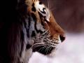 background: Majestic Tiger