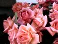 background: Pink roses