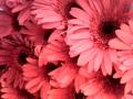 background: Red gherberea